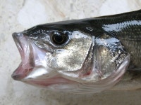 빠울프(Bar Wolf) | Free Images : bar, seafood, wolf, bass, vertebrate, milkfish, traditional fishing, cod, marine biology, forage fish, barramundi...