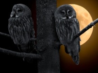 Bart owl Photos - Free Images & Free stock photos - PxHere