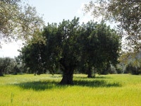 Olive planting Photos - Free Images & Free stock photos - PxHere