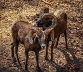 구암엘크사슴목장 | 무료 이미지 : 자연, 야생 생물, 사슴, 군중, 목장, 방목, 미국, 동물 상, 엘크, 야생 동물, 척골가 있는, 고라니, 큰 뿔뿔이, 팩 동물...