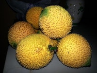 Acidic fruits Photos - Free Images & Free stock photos - PxHere