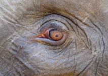 Pinnawala Photos - Free Images & Free stock photos - PxHere