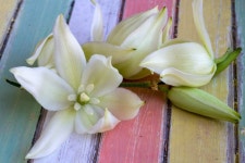 Yucca filamentosa Photos - Free Images & Free stock photos - PxHere