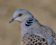 티버스T'Birds | 캡 티브 버드 사진 - 무료 이미지 & 무료 이미지 - PxHere