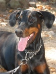 uncropped, doberman, pinscher, dog like mammal, dobermann... uncropped, doberman, pinscher, dog like mammal, dobermann, walkies...