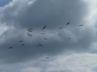 무료 이미지 : 바다, 자연, 비행, 구름, 하늘, 바람, 해조, 대군, 날씨, 출발, 수집, 새 이주, 무리, 새 떼, 철새, 황새, 지구의 분위기...