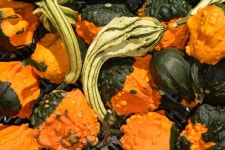 Free Images : pattern, food, green, produce, vegetable, autumn, gourd, crochet, hop, art, diy, floristry, pumpkins, hooks...