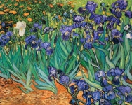 Irises(purple) - 아티쉬