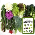 모둠쌈채소 10종 - 마이플랜트