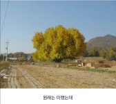 원주시산림조합유통지점 | 나무 한 그루로 관광사업 하겠다는 원주 > 인기 게시물 | 시보드 나무 한 그루로 관광사업 하겠다는 원주