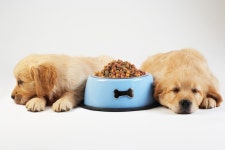 티어리븐(Tiere Lieben) | Pferde | @PETBOOK | Flipboard