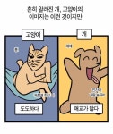스테레오타입(Xtereotype) | 강아지 고양이에게 스테레오타입을 기대하면 안되는 이유 - 고급유머 강아지 고양이에게 스테레오타입을 기대하면 안되는 이유
