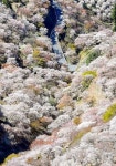 제일계량증명소 | 일본 제일의 벚꽃 명소라는 곳.jpg - 고급유머 일본 제일의 벚꽃 명소라는 곳.jpg
