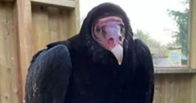 Chaos in Essex zoo as urgent search launched for escaped vulture | UK | News | Express.co.uk Chaos in Essex zoo as urgent search...