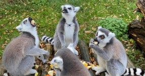 Amazing UK zoo with 150 animals closed forever – opened in 2008 | UK | News | Express.co.uk Amazing UK zoo with 150 animals...