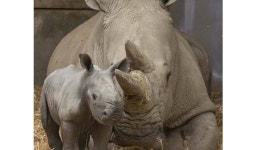 Horns aplenty after zoo has unexpected rhino delivery | Nature | News | Express.co.uk Horns aplenty after zoo has unexpected...