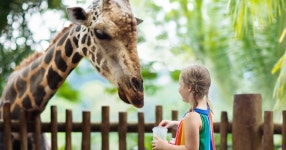 Best zoo in the UK named where ‘all animals look so happy’ — full list | UK | Travel | Express.co.uk Best zoo in the UK...