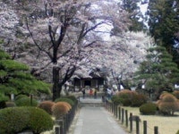 【恵林寺境内の桜】アクセス・営業時間・料金情報 - じゃらんnet