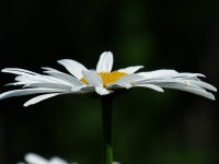 100+ Free Sea Daisies & Nature Images - Pixabay