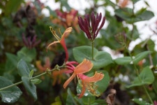 Flower Honeysuckle - Free photo on Pixabay