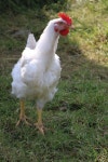 Faucet Chicken Court - Free photo on Pixabay - Pixabay Faucet Chicken Court - Free photo on Pixabay