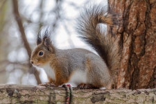청서네이처 | Squirrel Mammals Nature Wild - Free photo on Pixabay
