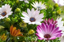 Cape Daisies Flower Multicoloured - Free photo on Pixabay Free Image on Pixabay - Cape Daisies, Flower, Multicoloured