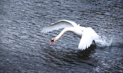 Swan Water Begin - Free photo on Pixabay