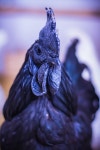 브레스헨치킨 | Ayam Cemani 치킨 브레스 닭고기 - Pixabay의 무료 사진