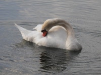 Swan White Lake - Free photo on Pixabay