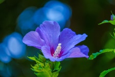 Hibiscus Violet Flower Family - Free photo on Pixabay