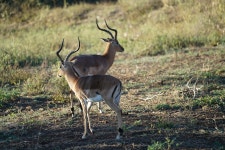 슈프림더브릭스타워116 | Kudu Animals Safari - Free photo on Pixabay