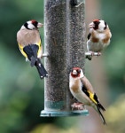 1,000+ Free 핀치새 & Finch Images - Pixabay