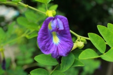 Flower Plant Botany - Free photo on Pixabay