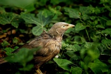Jungle Babbler Turdoides Striata - Free photo on Pixabay