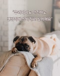 라온굿즈24시애견용품할인 | 고급스러움과 청결을 동시에, 라온펫 대리석 우수 안심 식기 by 라온펫 우수식기 노블라인