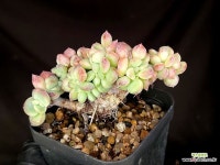뷰티37.5ºC | 츄비립스철화 소품 37-158 : 다육식물 - 엑스플랜트