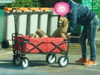 접이식 웨건의 또다른 용도.... - 뽐뿌:캠핑포럼 접이식 웨건의 또다른 용도....