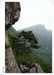 영알 영축산 외송능선 소나무 - 뽐뿌:등산포럼 영알 영축산 외송능선 소나무