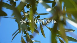 주식회사 맘푸드 올리브실버케어 | 제주 올리브콤부차 샴푸의 탈모케어 솔루션! by 한국올리브 농업회사법인 주식회사 | wadiz 올리브로 올리는 두피텐션! 제주 올리브콤부차...