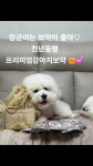 소담행 주식회사 | 천년동행.프리미엄강아지,고양이 보약 먹고 백세까지 건강하게~ by 주식회사미미펫