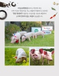 어성초회현한돈군산로컬푸드점 | 어성초를 먹고 자란 무항생제 건강한 돼지고기 by 어성초회현한돈 | wadiz 어성초를 먹고 자란 무항생제 건강한 돼지고기 by 어성초회현한돈...