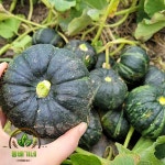 동배기네 gap인증 경북 단호박 개당 500g~800g /3kg/5kg/10kg - 에누리 가격비교