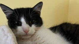 티어리븐(Tiere Lieben) | Bianca Zschammer, Strolchi Tierhilfe eV’s GoFundMe Profile