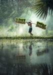 Farmers grow rice in the rainy season. ... | Stock Photo | Colourbox