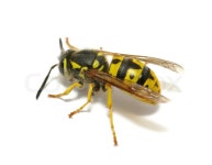 Wasp | Stock image | Colourbox