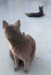 만돌이네종합매장 | 블라인드 | 반려동물: 어제 만돌이 각성 후.. 반려동물: 어제 만돌이 각성 후..