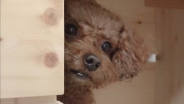 청오디피케이2_카카오페이 | 블라인드 | 자동차: 첫차 뽑은지 2년 2주 됐는데 자동차: 첫차 뽑은지 2년 2주 됐는데