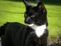 The Early Cat Catches The Golf Clubs.... | Scobes | Blipfoto The Early Cat Catches The Golf Clubs.... | Scobes