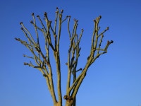 Trimm Treeb | gvart | Blipfoto Trimm Treeb | gvart